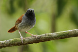 Image. White-bellied Antbird