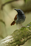 Image. White-bellied Antbird