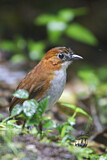 Image. White-bellied Antpitta