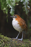 Image. White-bellied Antpitta