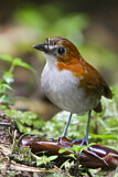 Image. White-bellied Antpitta
