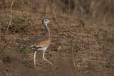 Image. White-bellied Bustard