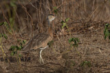 Image. White-bellied Bustard