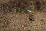 Image. White-bellied Bustard