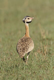 Image. White-bellied Bustard