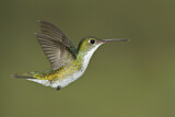 Image. White-bellied Hummingbird