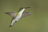Image. White-bellied Hummingbird