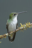 Image. White-bellied Hummingbird