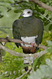 Image. White-bellied Imperial Pigeon