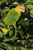 Image. White-bellied Parrot