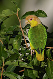 Image. White-bellied Parrot