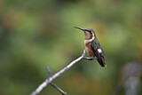 Image. White-bellied Woodstar