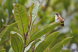 Image. White-bellied Woodstar