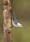 Image. White-breasted Nuthatch