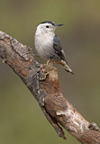 Image. White-breasted Nuthatch