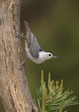 Image. White-breasted Nuthatch
