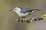 Image. White-breasted Nuthatch