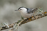Image. White-breasted Nuthatch