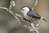 Image. White-breasted Nuthatch