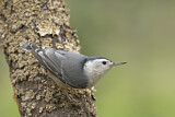Image. White-breasted Nuthatch
