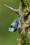 Image. White-breasted Nuthatch