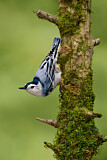 Image. White-breasted Nuthatch