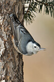 Image. White-breasted Nuthatch