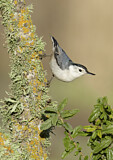 Image. White-breasted Nuthatch