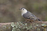 Image. White-breasted Nuthatch