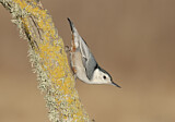 Image. White-breasted Nuthatch
