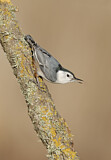 Image. White-breasted Nuthatch