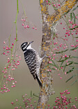 Image. White-breasted Nuthatch