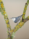 Image. White-breasted Nuthatch