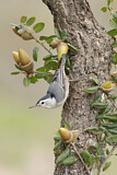 Image. White-breasted Nuthatch