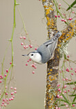 Image. White-breasted Nuthatch