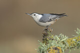 Image. White-breasted Nuthatch