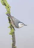 Image. White-breasted Nuthatch