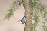 Image. White-breasted Nuthatch