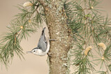 Image. White-breasted Nuthatch