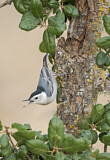 Image. White-breasted Nuthatch