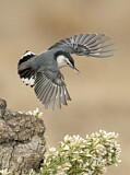 Image. White-breasted Nuthatch