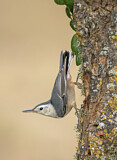 Image. White-breasted Nuthatch