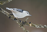 Image. White-breasted Nuthatch