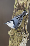 Image. White-breasted Nuthatch
