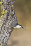 Image. White-breasted Nuthatch