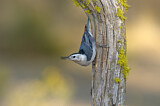 Image. White-breasted Nuthatch