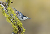 Image. White-breasted Nuthatch