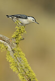 Image. White-breasted Nuthatch