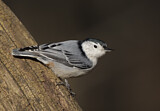 Image. White-breasted Nuthatch