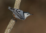 Image. White-breasted Nuthatch